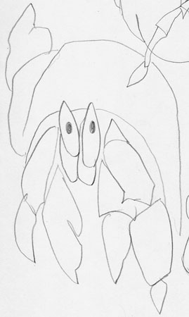 crab1