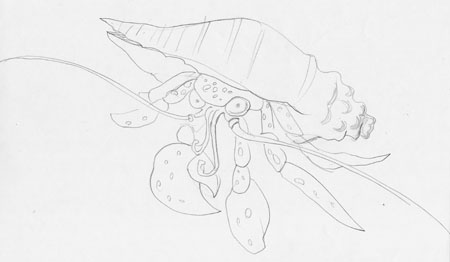 crab12