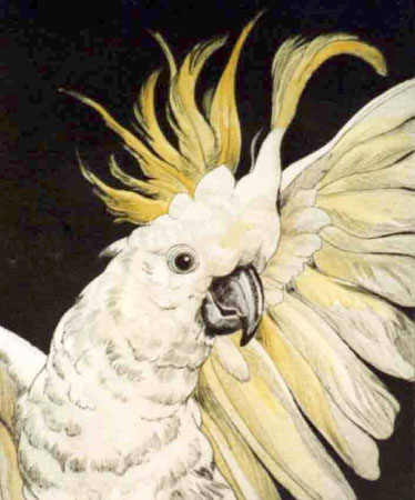 Stapleford%20cockatoo
