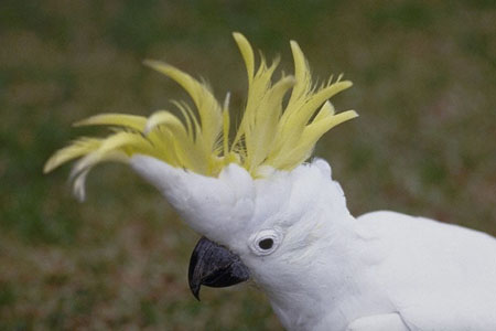 Sulphur-Crested%20Cockatoo