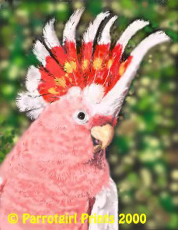 cockatoo