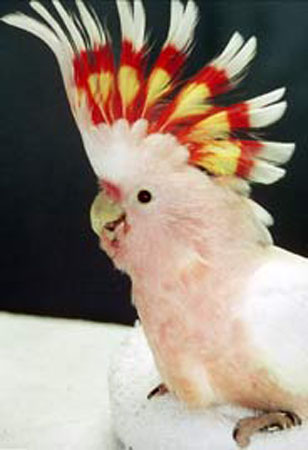 cockatoo3