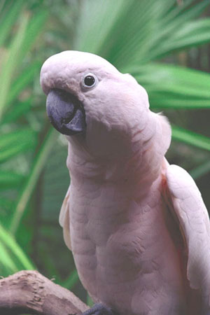 salmon-crested-cockatoo-1