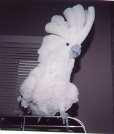 umbrella-cockatoo-1-pa0016