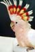 cockatoo3