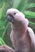 salmon-crested-cockatoo-1