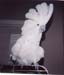 umbrella-cockatoo-1-pa0016