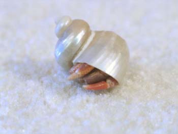 Hermit-Crab