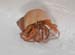 HermitCrab