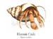 img%5CAS%5CHermitCrab