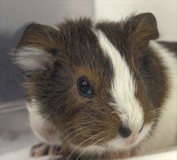 guineapig_image2