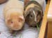 Guinea_1