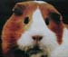 guinea-pig