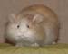 guinea-pig3