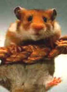 HAMSTER