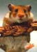 HAMSTER