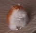 hamster_red3