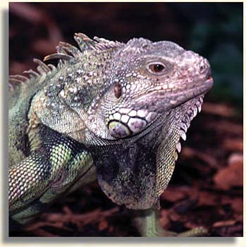 giguana2