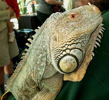 007%20Iguana