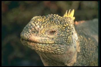 Land%20Iguana%20471034