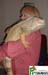 7yr_Old_Male_Iguana_M