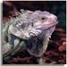 giguana2