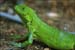 iguana-closeup