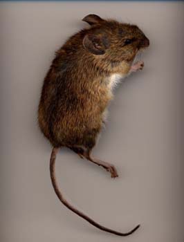 Field%20Mouse%20small