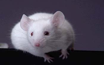 MOUSE2