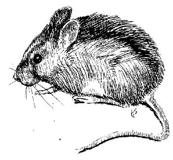 mouse