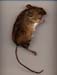 Field%20Mouse%20small