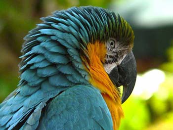 Parrot%20reduced