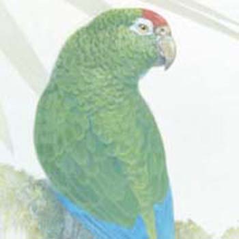 parrot