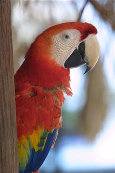 red-parrot