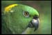 Yellow-Naped%20Parro#20012