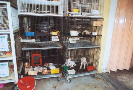 cages2