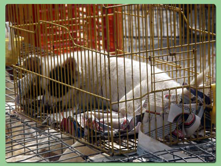 pet_shop2
