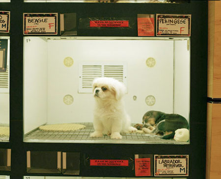petshop-01