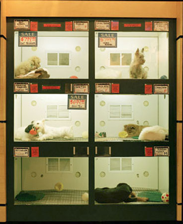 petshop-02