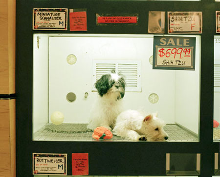 petshop-10