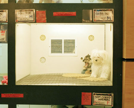 petshop-11