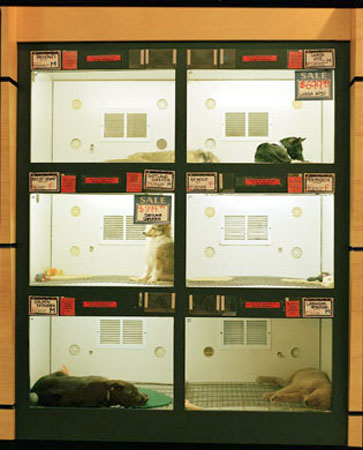 petshop-14