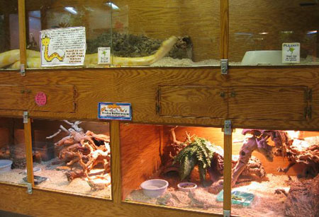 reptiles02