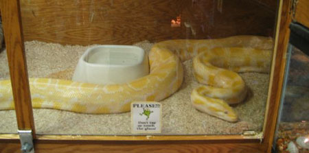 reptiles03