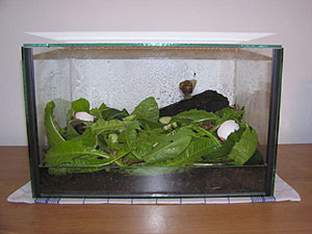 terrarium1