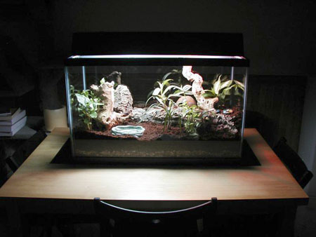 terrarium8