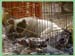 pet_shop2
