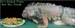 pets_noah_salad