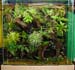 terrarium3