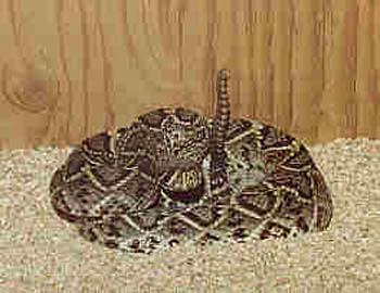 diamondback_rattlesnake2